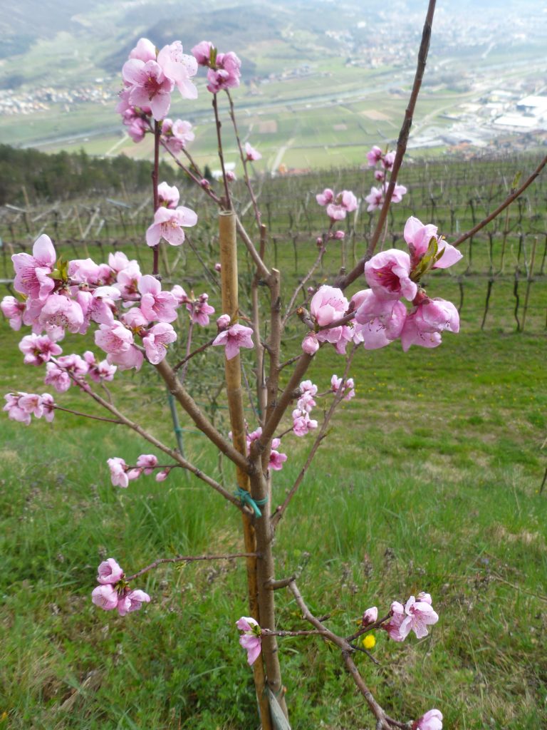 Albicocco in fiore