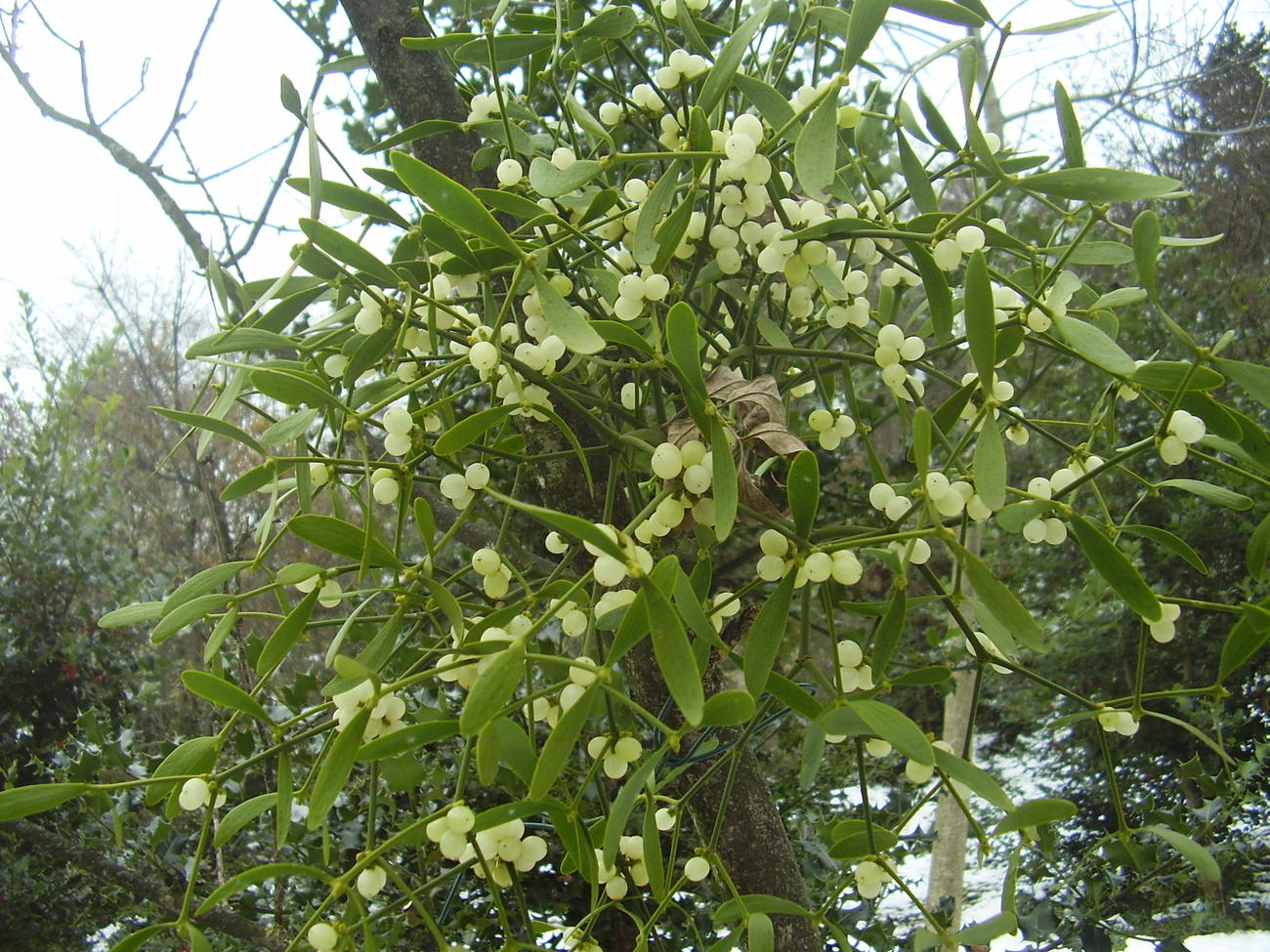 Vischio bello e verde - Vita Trentina