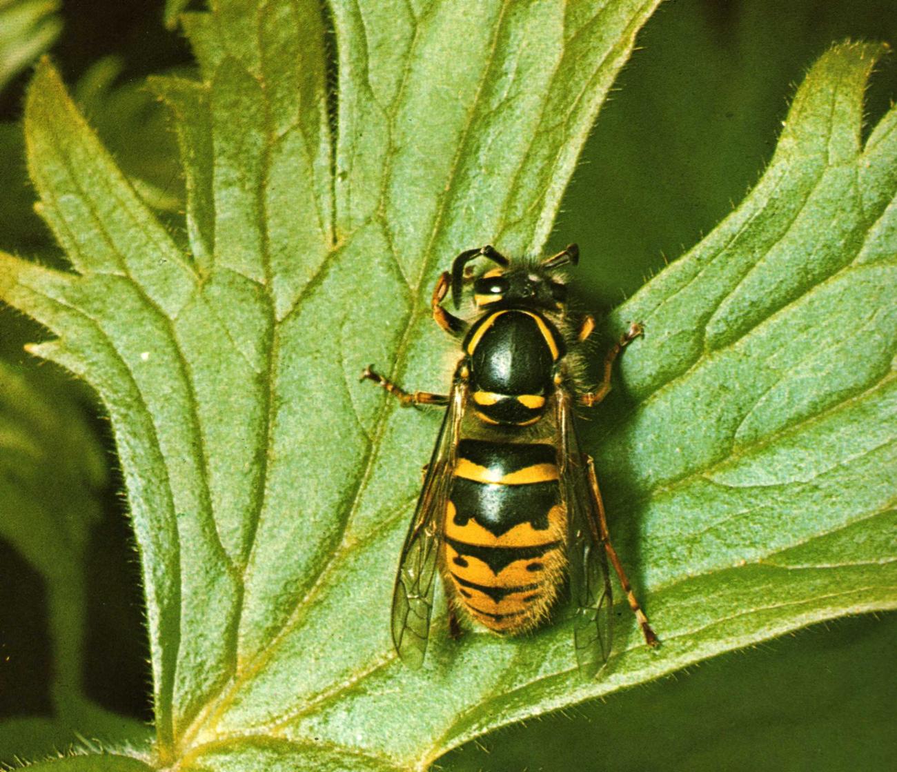 Le Api Non Vedono Il Rosso Riassunto