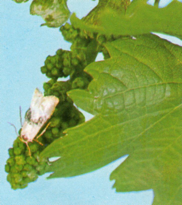 Tignola Rigata Nemici naturali della tignola - Vita Trentina