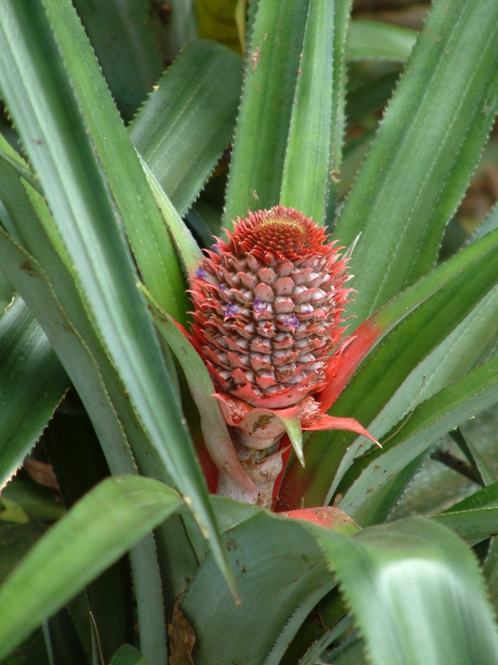 Ananas