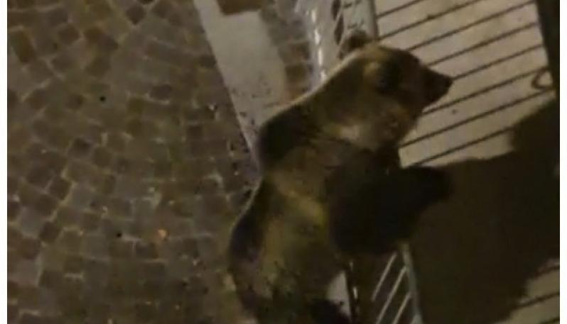 L'orso sul balcone a Calliano