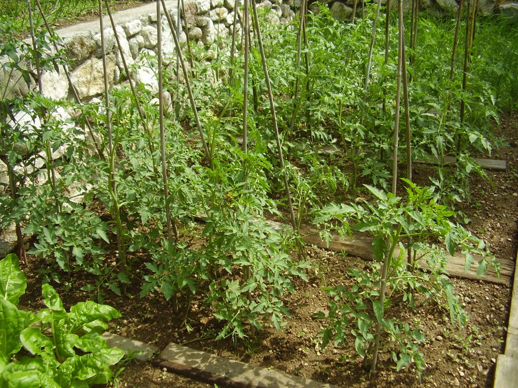 Pomodori trapiantati (Foto G. Michelon)