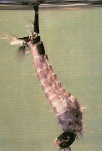Larva di zanzara tigre