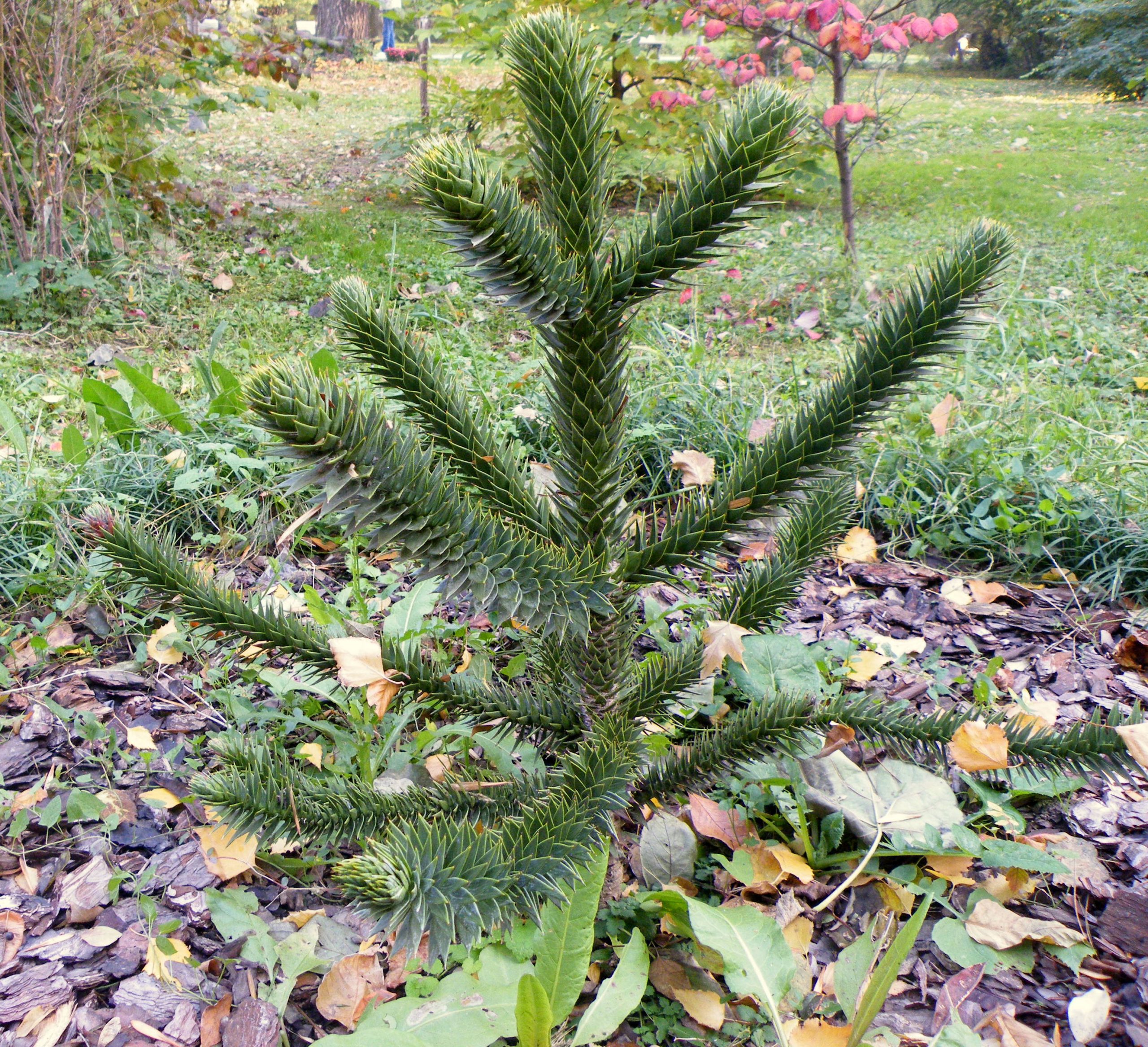 Araucaria araucana