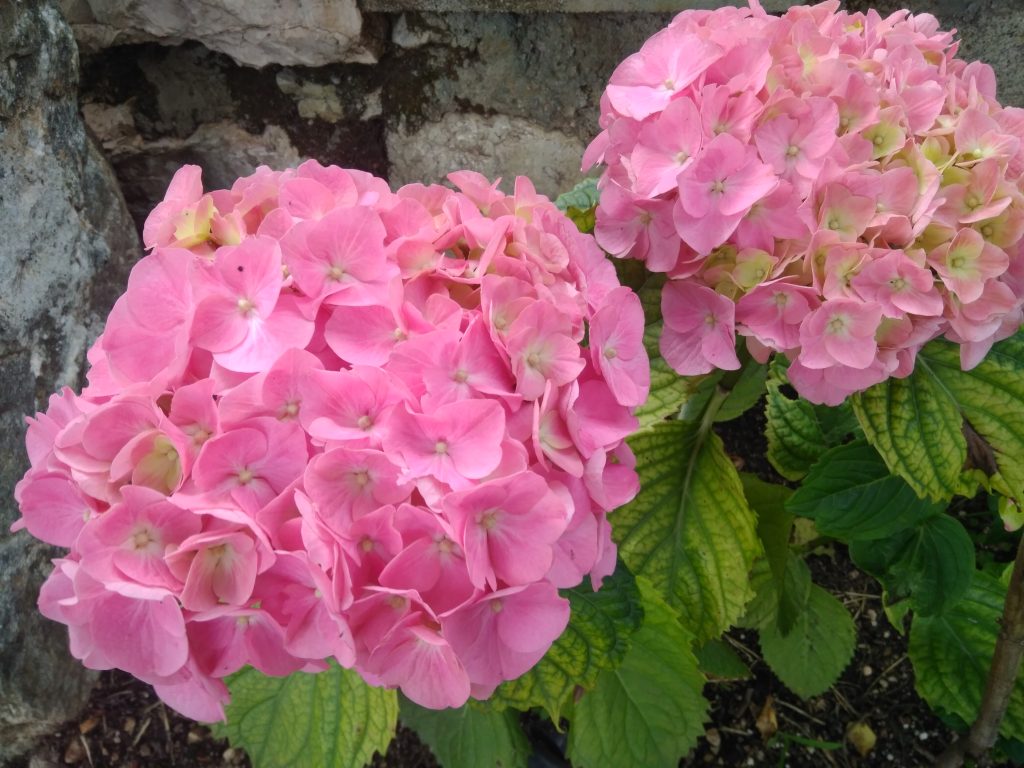 Ortensia macrophylla. Foto G. Michelon