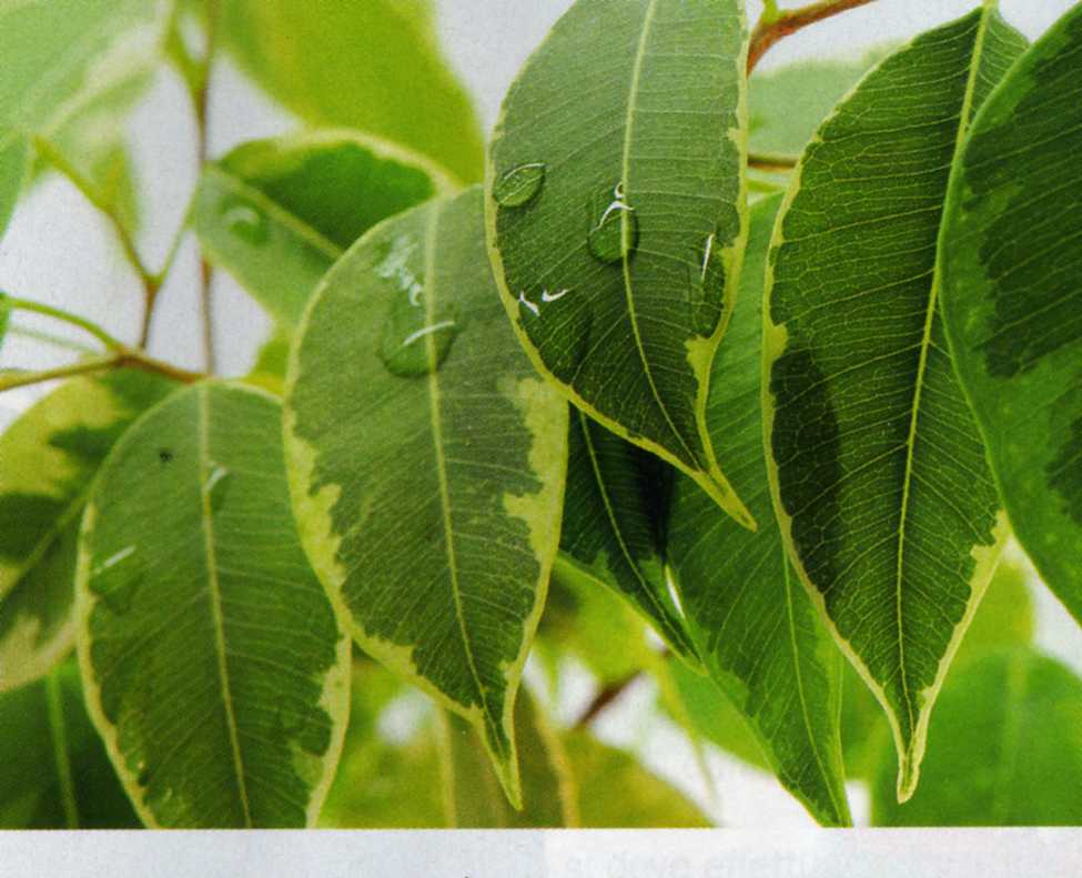 Ficus beniamin