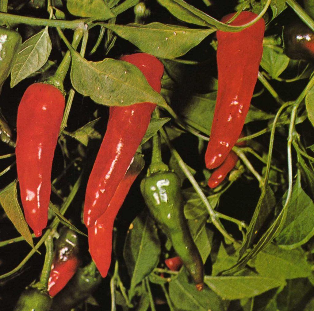 Peperoncino rosso