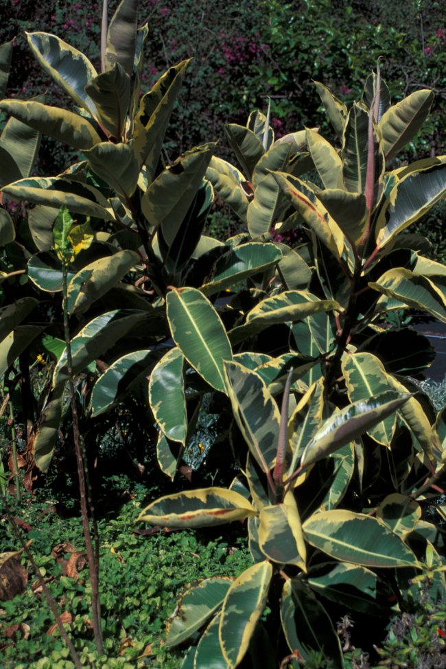 Ficus elastica