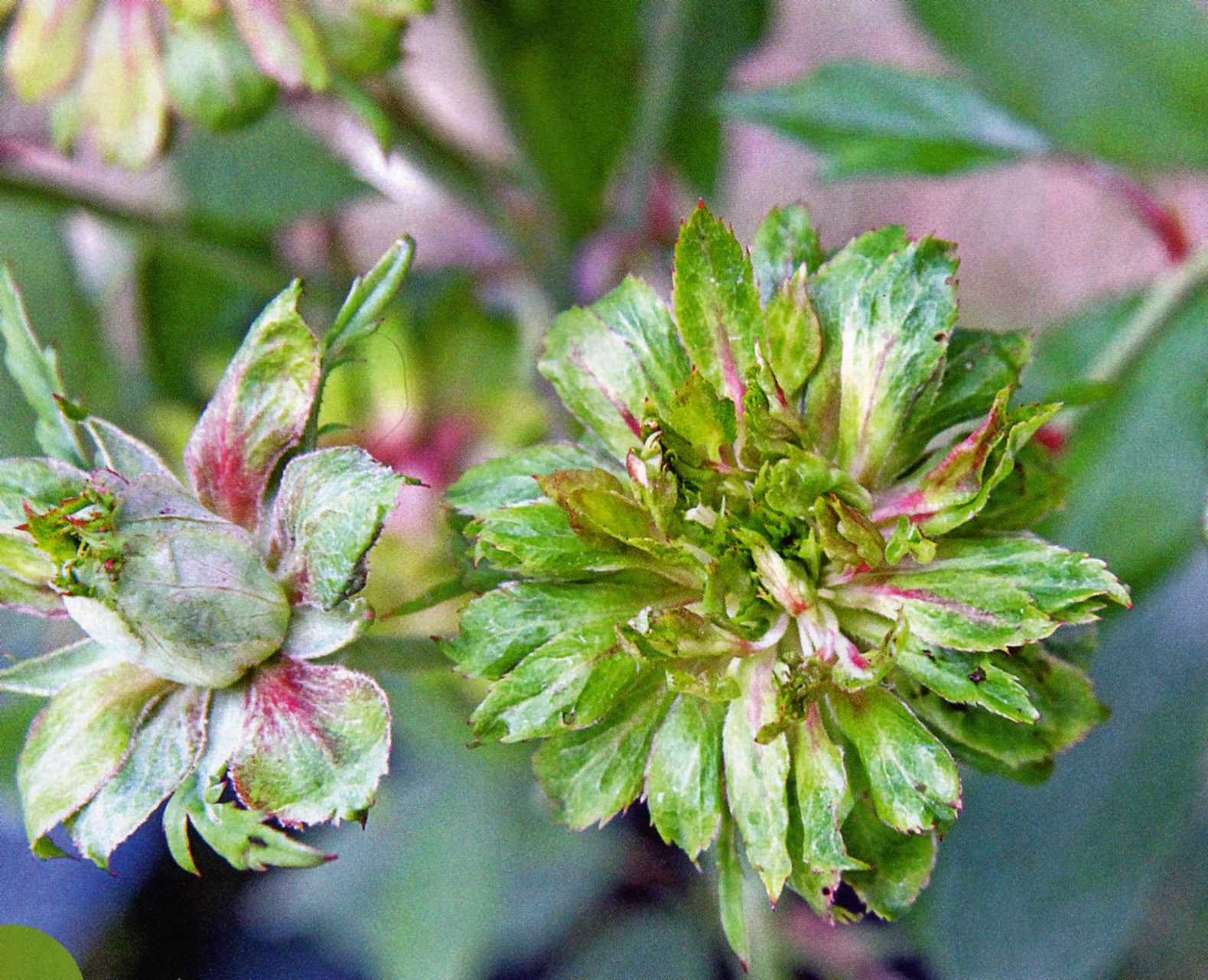 rosa viridiflora, ibrido della rosa chinensis