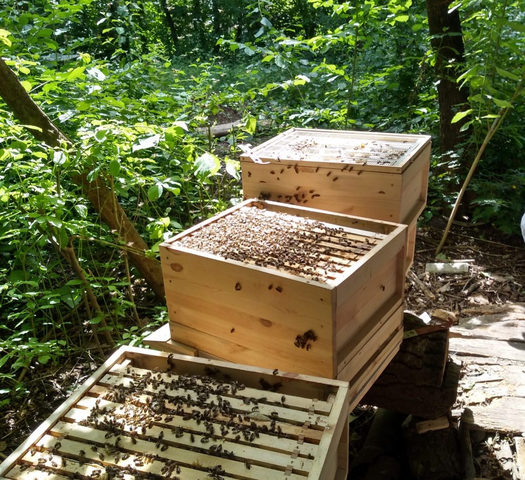 api miele apicoltura urbana