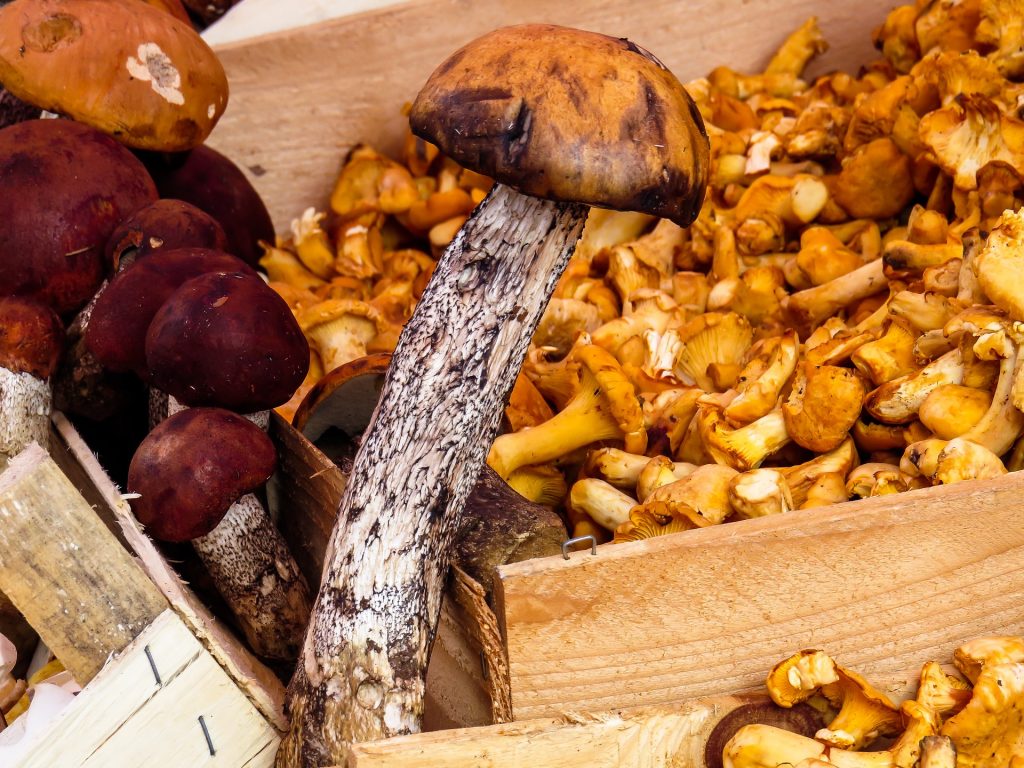 funghi