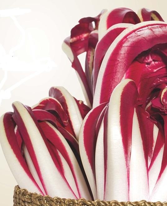 Radicchio rosso lungo