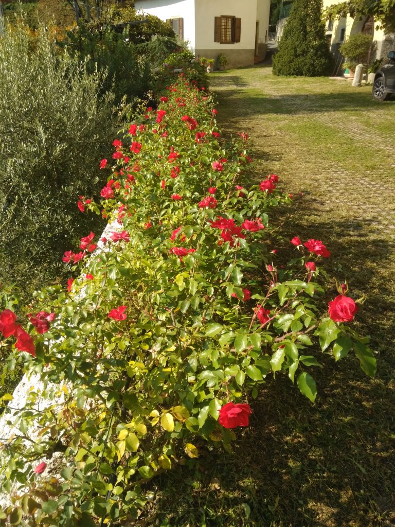 Roseto autunnale. Foto G. Michelon