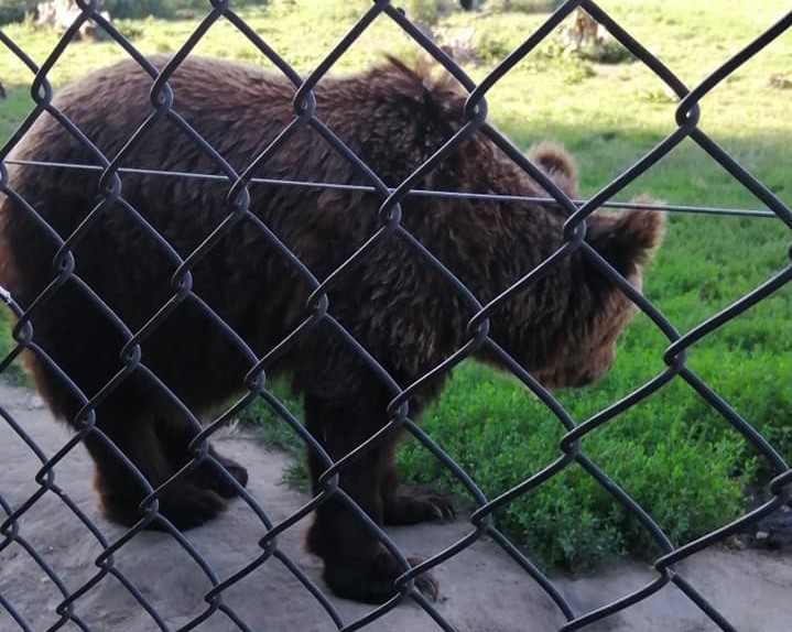 Un orso all'interno del Bear Farm di Veresegyhaz - Foto Facebook