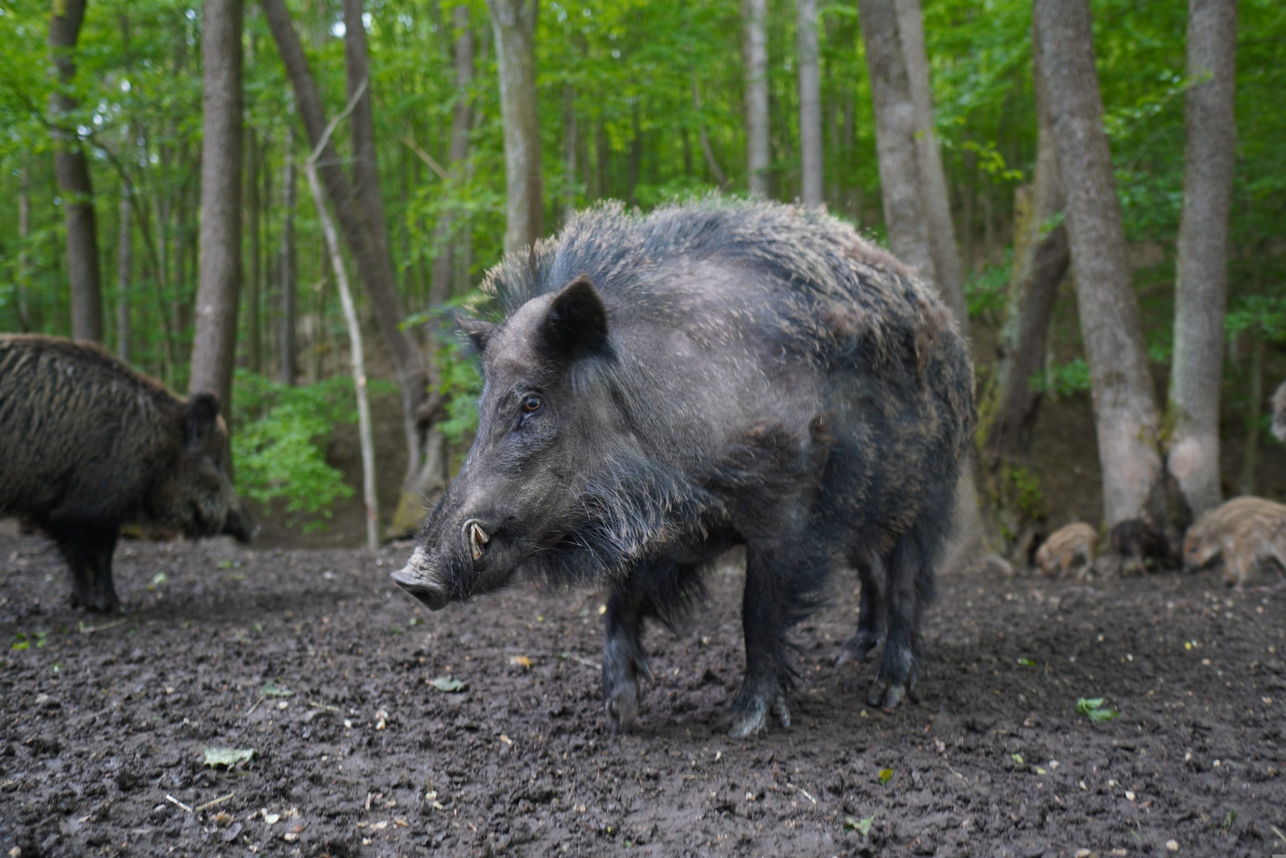 cinghiale